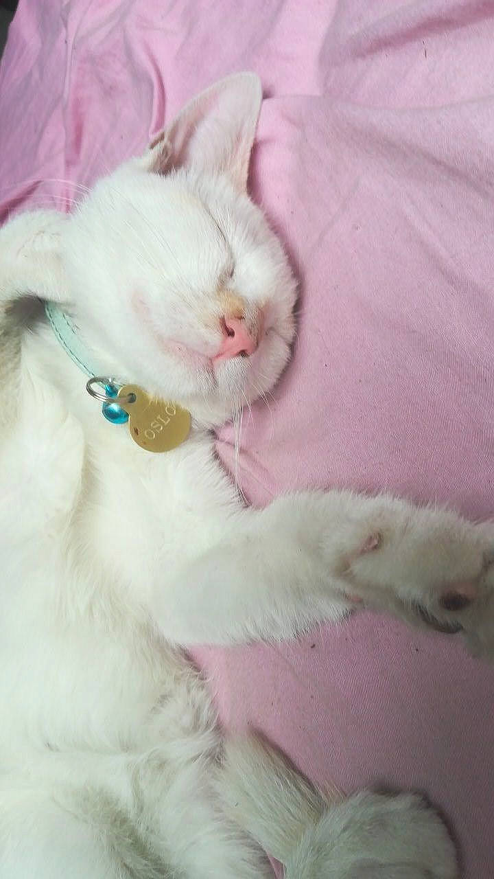 Oslo a rejoint le concours — aidez-le/la à gagner de superbes lots ! cat, easter_bunny, fawn, felidae, fur, persian, pink, rabbit, rabbits_and_hares, small_to_medium_sized_cats, tail, turkish_angora, turkish_van, whiskers