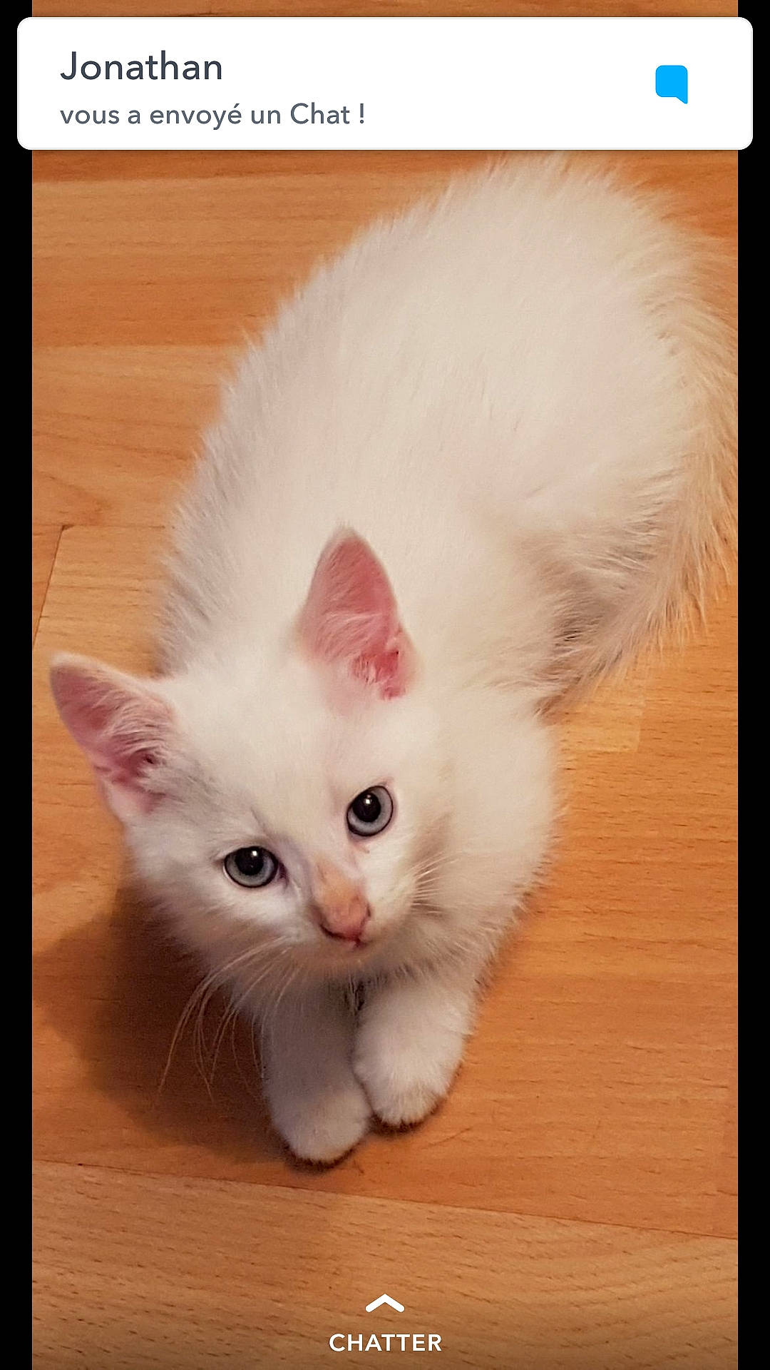 Oslo a rejoint le concours — aidez-le/la à gagner de superbes lots ! american_curl, burmilla, carnivore, cat, ear, eye, felidae, khao_manee, kitten, mammal, napoleon_cat, nose, photo_caption, ragamuffin, ragdoll, small_to_medium_sized_cats, turkish_angora, turkish_van, vertebrate, whiskers