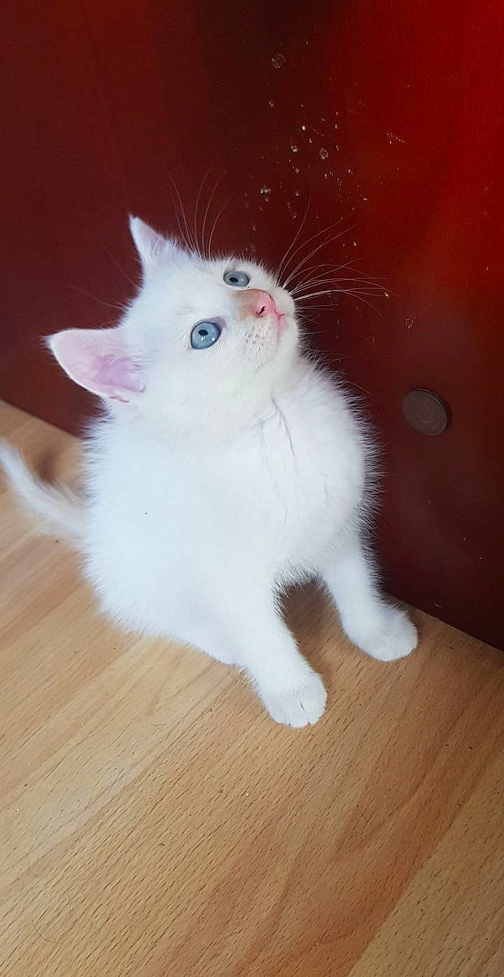 Oslo participe au concours pour gagner de l'argent avec cette photo : carnivore, cat, domestic_long_haired_cat, eye, felidae, khao_manee, kitten, mammal, norwegian_forest_cat, ojos_azules, polydactyl_cat, ragamuffin, ragdoll, skin, small_to_medium_sized_cats, tail, turkish_angora, turkish_van, vertebrate, whiskers