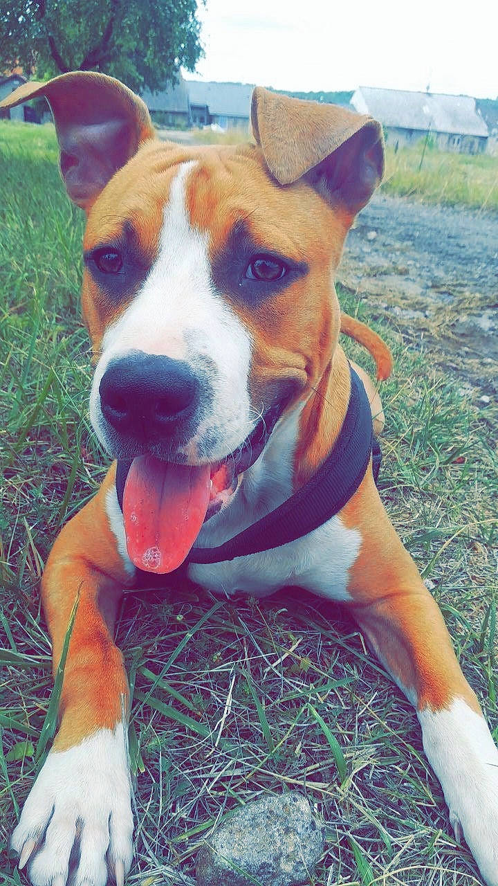 Falco participe au concours pour gagner de l'argent avec cette photo : american_pit_bull_terrier, american_staffordshire_terrier, ancient_dog_breeds, canidae, carnivore, companion_dog, dog, dog_breed, fawn, grass, mammal, non_sporting_group, nose, pit_bull, rare_breed_dog, snout, terrier, vertebrate