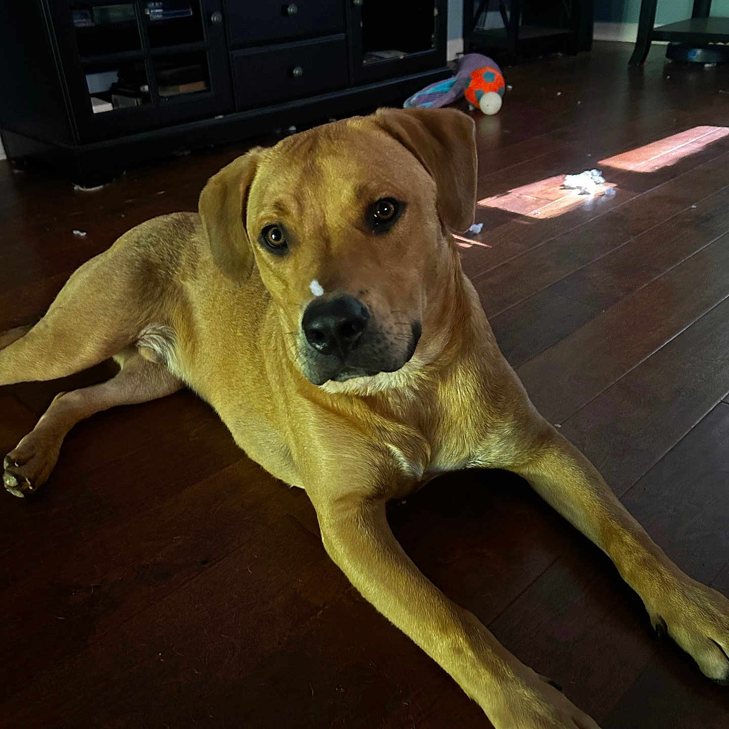 Hunter joined the competition — help win amazing prizes! animal, brown_dog, cabinet, canine, companion, curious, dog, domestic, floor, furniture, home, indoor, light, living_room, pet, playful, relaxed, toy, window, wooden_floor