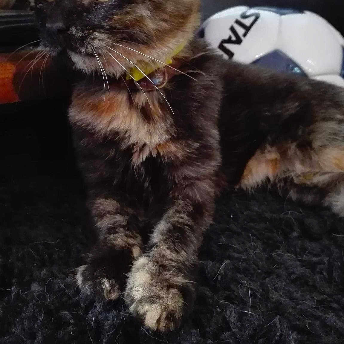 Moumoune a rejoint le concours — aidez-le/la à gagner de superbes lots !