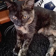 Moumoune participe au concours pour gagner de l'argent avec cette photo :