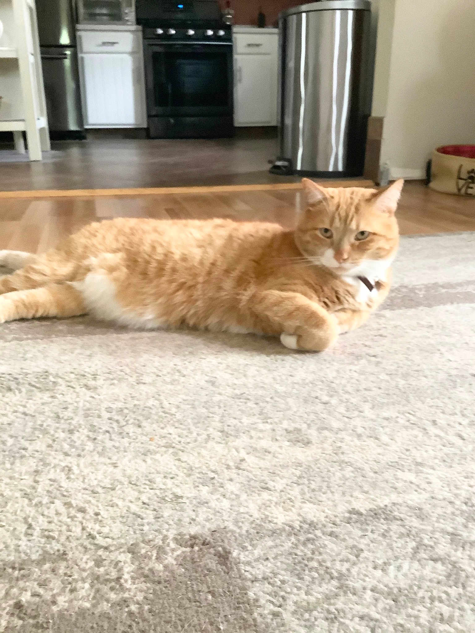 Julius