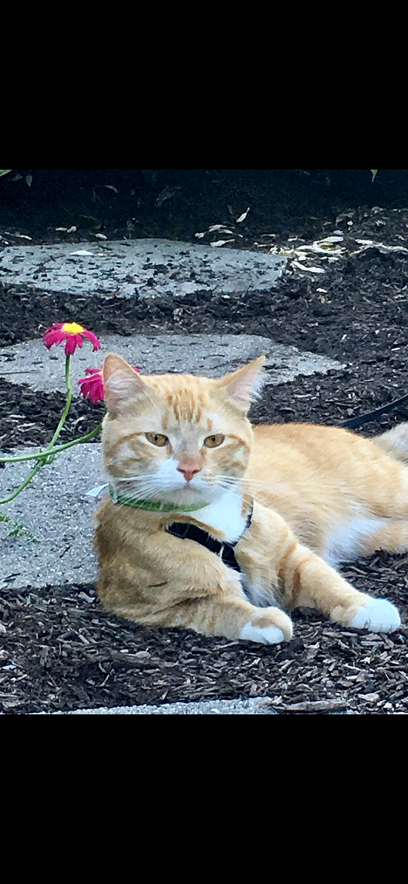 Julius joined the competition — help win amazing prizes! carnivore, cat, domestic_short_haired_cat, eye, fawn, felidae, flower, fur, grass, organism, petal, plant, road_surface, small_to_medium_sized_cats, snout, tail, tree, vertebrate, whiskers, wood