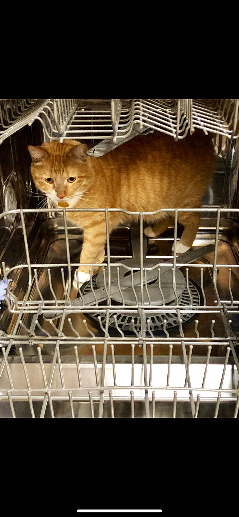 Julius joined the competition — help win amazing prizes! animal_shelter, cage, carnivore, cat, cat_supply, domestic_short_haired_cat, fawn, felidae, fur, mesh, metal, pet_supply, room, service, small_to_medium_sized_cats, snout, tail, terrestrial_animal, whiskers, wood