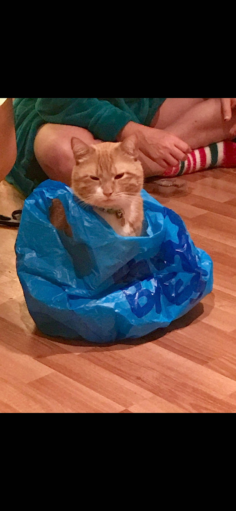 Julius is registered to the contest to win money with this photo: bag, cat, comfort, electric_blue, fashion_accessory, felidae, fun, fur, gesture, nail, personal_protective_equipment, plastic, plastic_bag, play, sitting, small_to_medium_sized_cats, thumb, whiskers