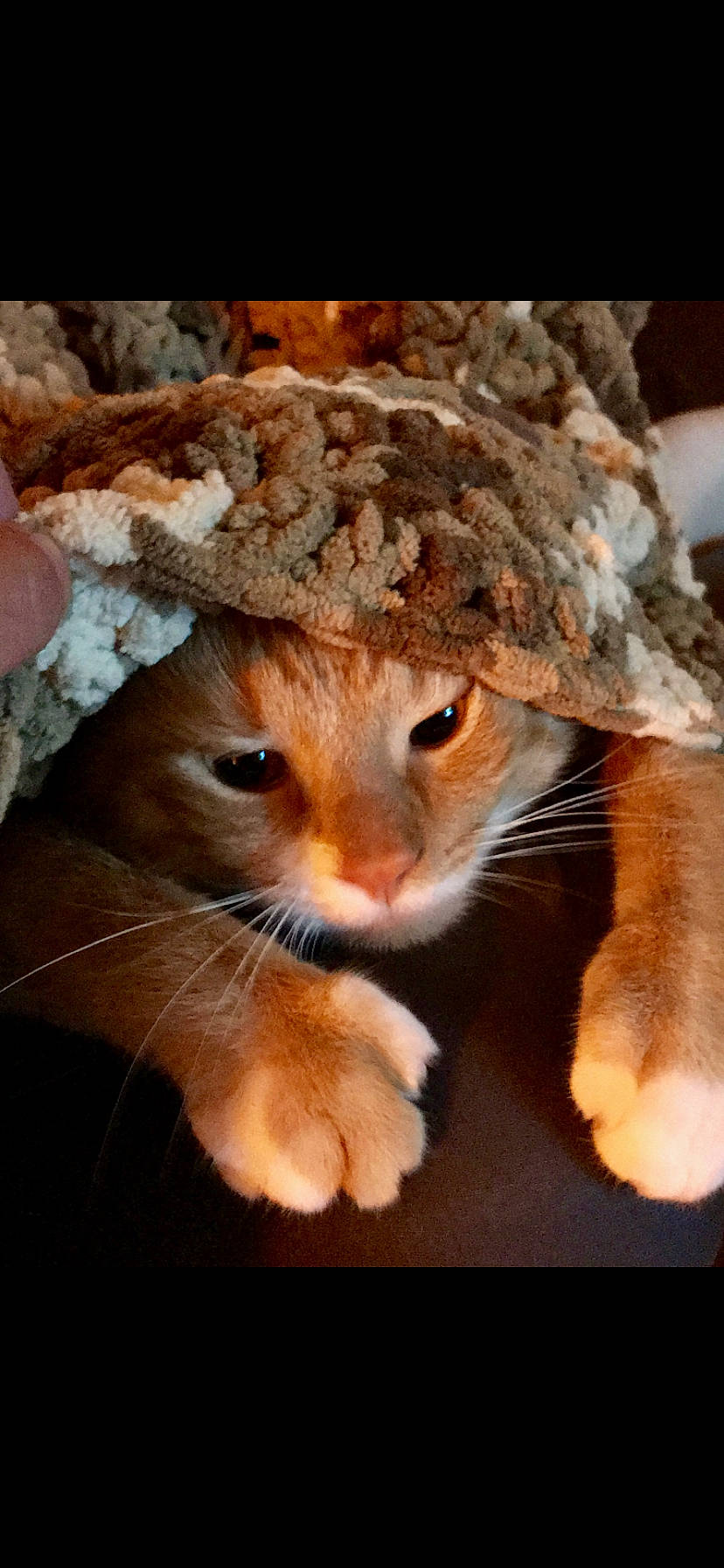 Julius is registered to the contest to win money with this photo: canidae, cap, carnivore, cat, comfort, domestic_short_haired_cat, fawn, felidae, fur, hat, paw, small_to_medium_sized_cats, snout, tail, terrestrial_animal, thread, tree, whiskers, window, wood