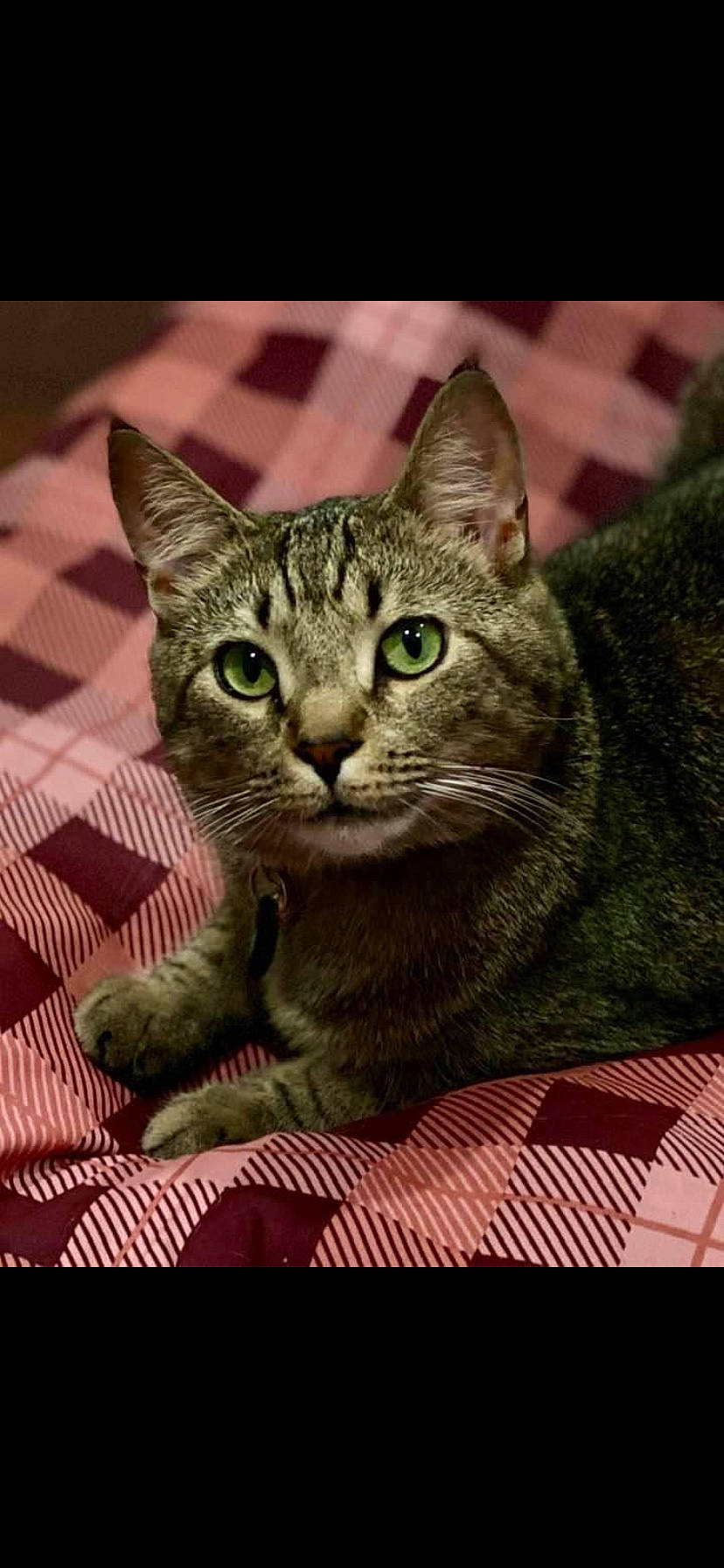 Charlie joined the competition — help win amazing prizes! carnivore, cat, domestic_short_haired_cat, felidae, fur, grass, pattern, photo_caption, photography, sitting, small_to_medium_sized_cats, snout, terrestrial_animal, whiskers, wildlife