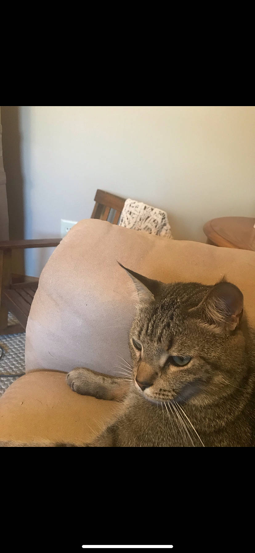 Charlie is registered to the contest to win money with this photo: bedding, carnivore, cat, comfort, domestic_short_haired_cat, fawn, felidae, flooring, fur, grey, hardwood, human_leg, linens, sitting, small_to_medium_sized_cats, tail, textile, whiskers, window, wood