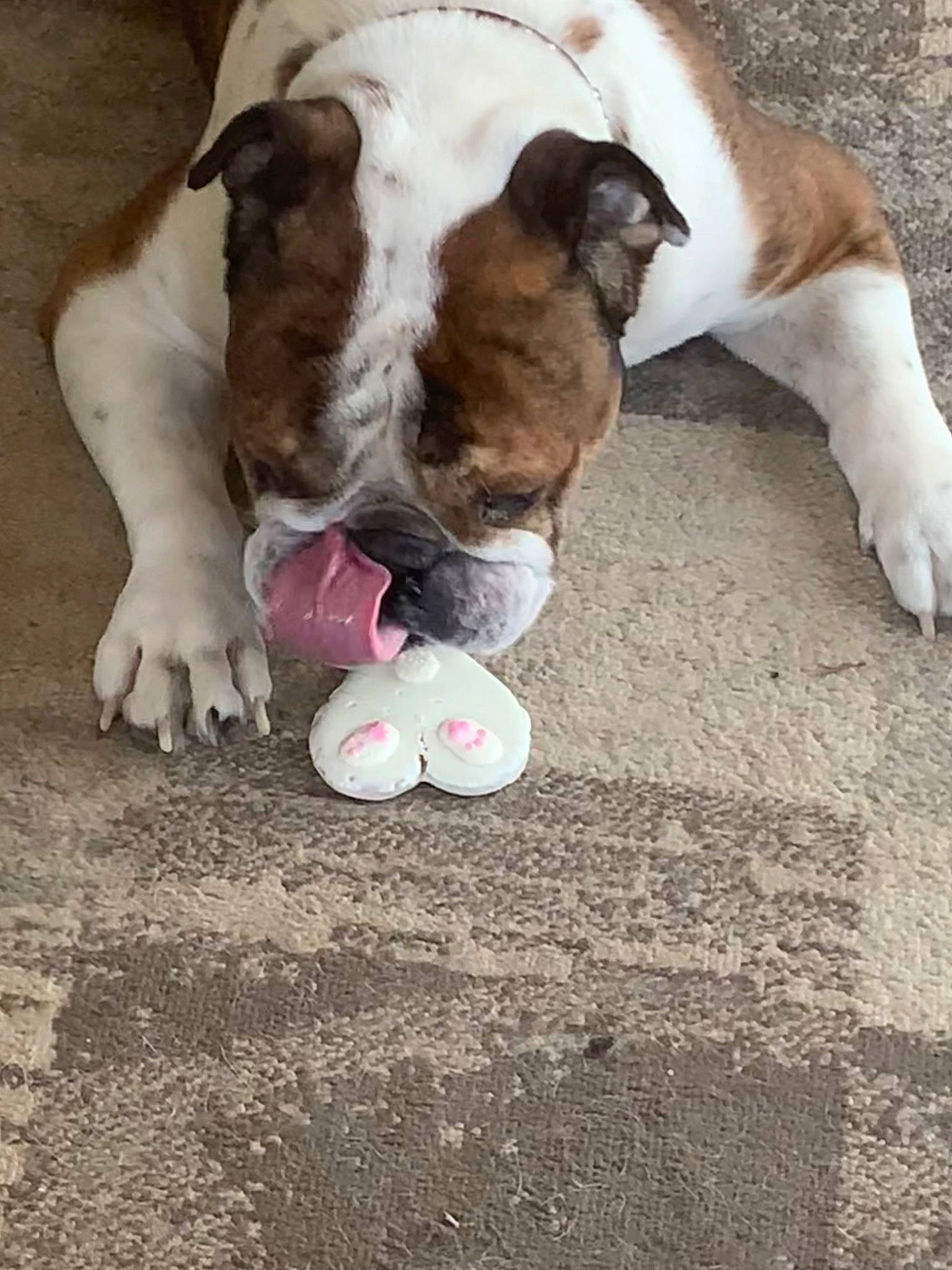 Baxter is registered to the contest to win money with this photo: bulldog, canidae, carnivore, comfort, companion_dog, dog, dog_breed, fawn, felidae, flooring, fur, mammal, paw, snout, sporting_group, tail, toy, vertebrate, wood, working_animal