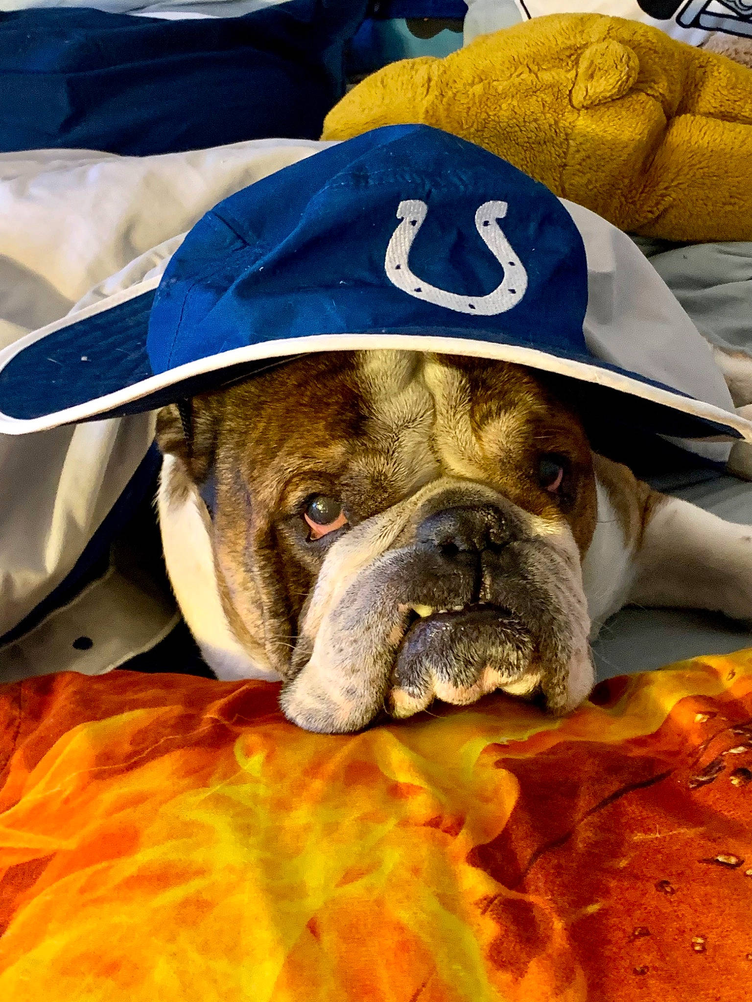 Baxter is registered to the contest to win money with this photo: baseball_cap, bulldog, canidae, carnivore, collar, companion_dog, dog, dog_breed, dog_supply, fawn, grass, hat, molosser, plant, snout, sporting_group, whiskers, working_animal, working_dog, wrinkle