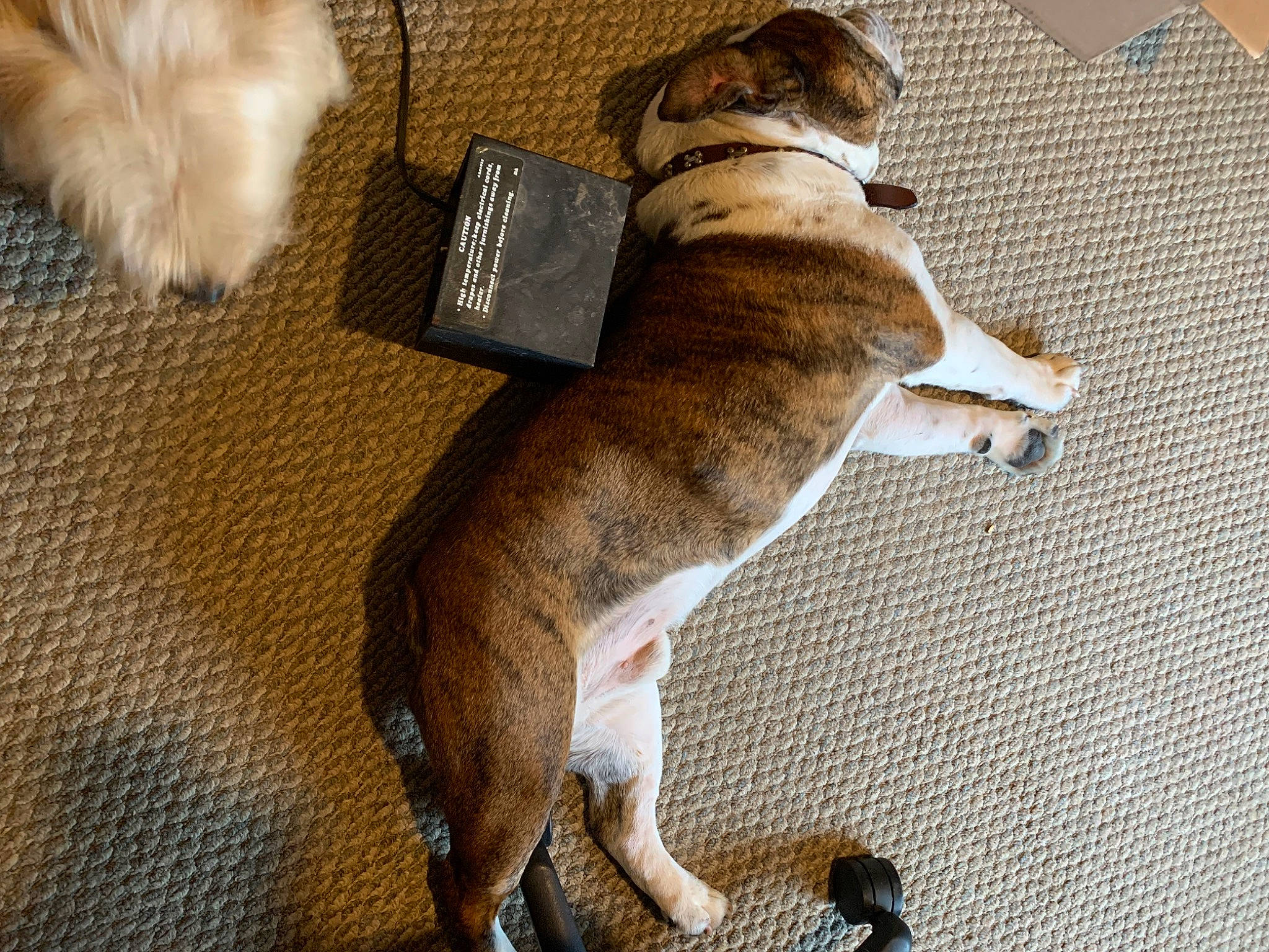 Baxter is registered to the contest to win money with this photo: canidae, carnivore, collar, comfort, companion_dog, dog, dog_breed, dog_supply, fawn, felidae, fur, liver, paw, pet_supply, snout, sporting_group, tail, toy_dog, whiskers, working_animal