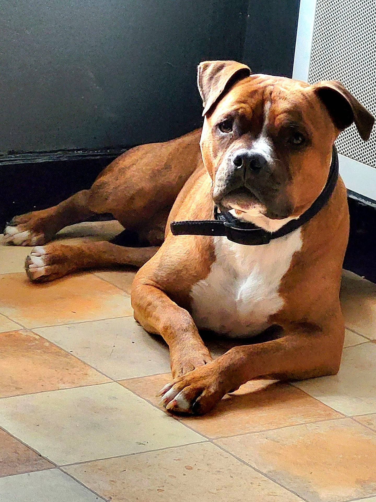 Eros participe au concours pour gagner de l'argent avec cette photo : ancient_dog_breeds, art, boxer, bulldog, carnivore, collar, companion_dog, dog, dog_breed, dog_collar, fawn, molosser, paw, snout, sporting_group, whiskers, window, working_animal, working_dog, wrinkle