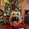 dog, christmas, christmas_tree, santa_hat, holiday, festive, red_bow, glasses, tongue_out, portrait, pet, indoors, fireplace, ornaments, string_lights, living_room, wood_floor, brick_wall, decoration, happy