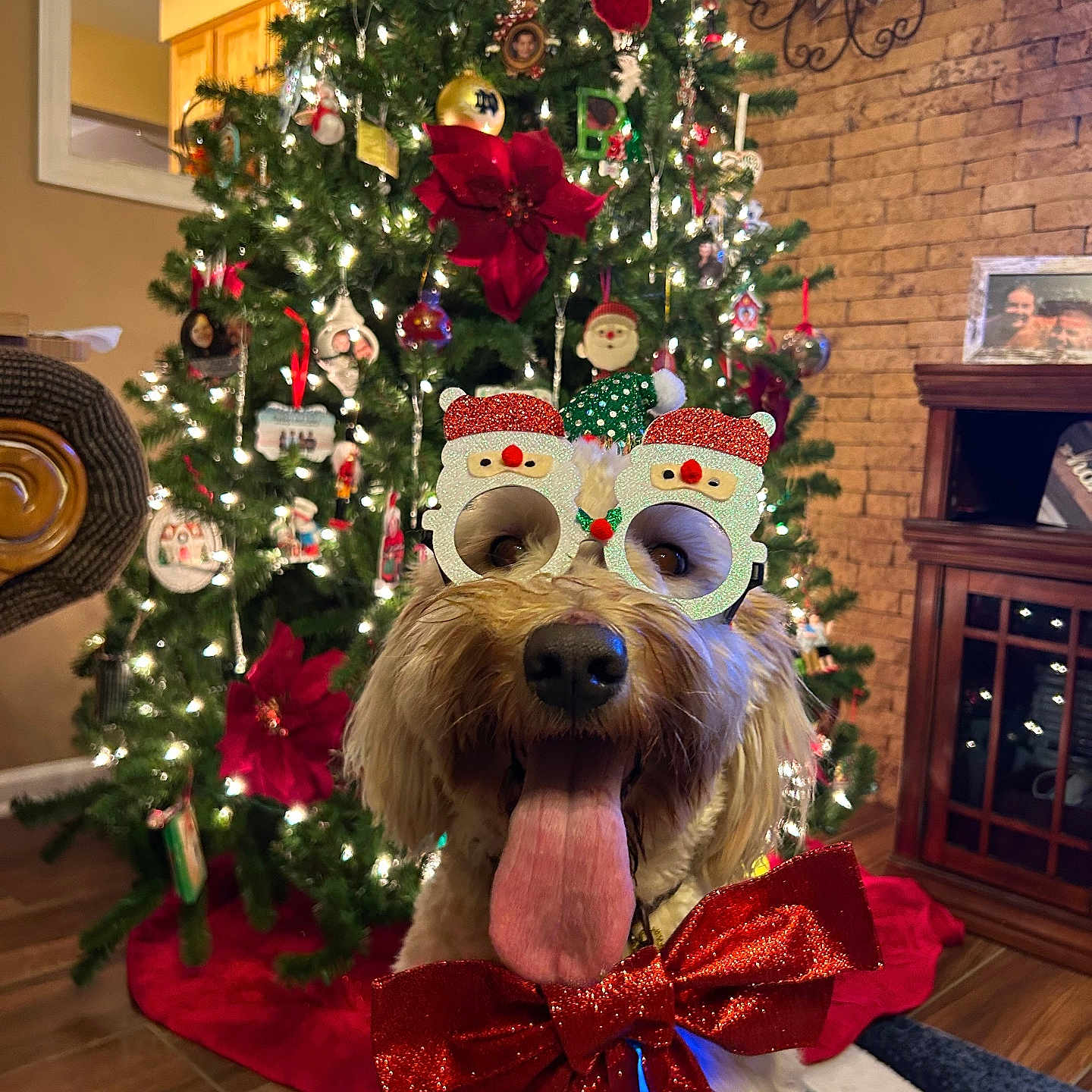 Brielle joined the competition — help win amazing prizes! dog, christmas, christmas_tree, santa_hat, holiday, festive, red_bow, glasses, tongue_out, portrait, pet, indoors, fireplace, ornaments, string_lights, living_room, wood_floor, brick_wall, decoration, happy