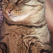 Sissi a rejoint le concours — aidez-le/la à gagner de superbes lots ! animal, cat, close_up, comfort, companion, cuddle, cute, ears, face, feline, fur, human_arm, indoor, pet, relaxed, resting, skin, sleepy, tabby, whiskers