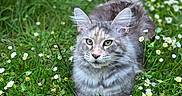 Chanone a rejoint le concours — aidez-le/la à gagner de superbes lots ! alert, animal, cat, cute, daisy, eyes, flowers, fluffy, fur, grass, gray, greenery, mammal, meadow, nature, outdoor, pet, spring, walking, wildlife