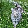 alert, animal, cat, cute, daisy, eyes, flowers, fluffy, fur, grass, gray, greenery, mammal, meadow, nature, outdoor, pet, spring, walking, wildlife