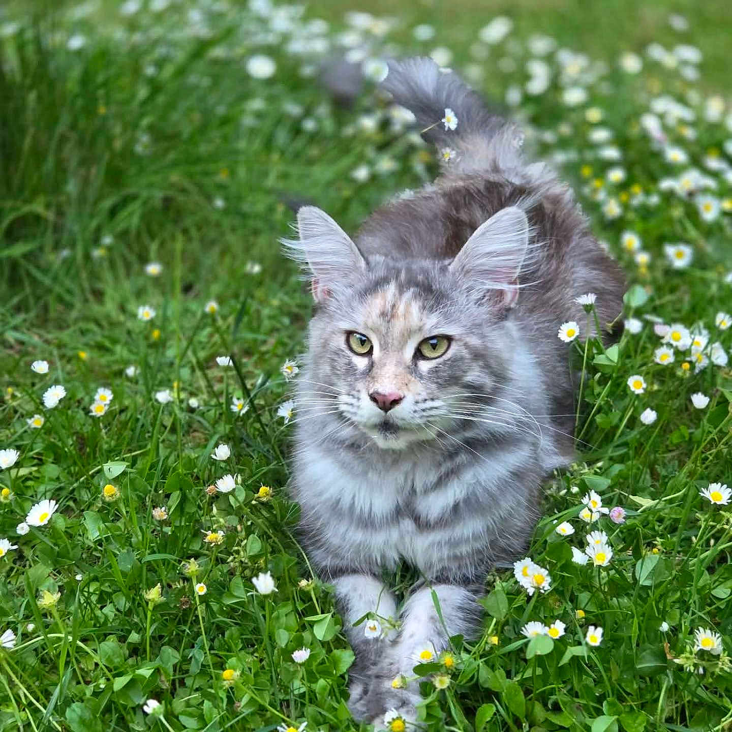 Chanone a rejoint le concours — aidez-le/la à gagner de superbes lots ! alert, animal, cat, cute, daisy, eyes, flowers, fluffy, fur, grass, gray, greenery, mammal, meadow, nature, outdoor, pet, spring, walking, wildlife