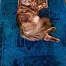 Chanone a rejoint le concours — aidez-le/la à gagner de superbes lots ! animal, blue_rug, cat, cozy, curious, domestic_cat, feline, fluffy, fur, indoor, laying_down, mammal, patterned_rug, paws, pet, relaxing, resting, soft, tail, whiskers