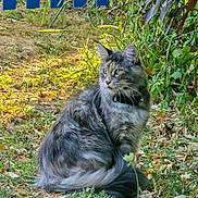 Chanone a rejoint le concours — aidez-le/la à gagner de superbes lots ! animal, calm, cat, collar, ears, eyes, fence, fluffy, fur, grass, greenery, ground, leaves, nature, outdoor, pet, plants, sitting, sunlight, whiskers
