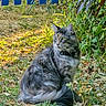 animal, calm, cat, collar, ears, eyes, fence, fluffy, fur, grass, greenery, ground, leaves, nature, outdoor, pet, plants, sitting, sunlight, whiskers