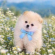 Teddy is registered to the contest to win money with this photo: puppy, dog, fluffy, cream_colored, bow_tie, blue_ribbon, daisies, wildflowers, meadow, outdoor, nature, mountains, sky, portrait, cute, sitting, small_dog, fur, pet, centered_composition