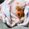 Teddy is registered to the contest to win money with this photo: puppy, dog, sleeping, fluffy, white_fur, small_dog, pet, blanket, fleece, plush_toy, cuddling, nap, cozy, cute, indoor, pet_bed, resting, animal, portrait, adorable