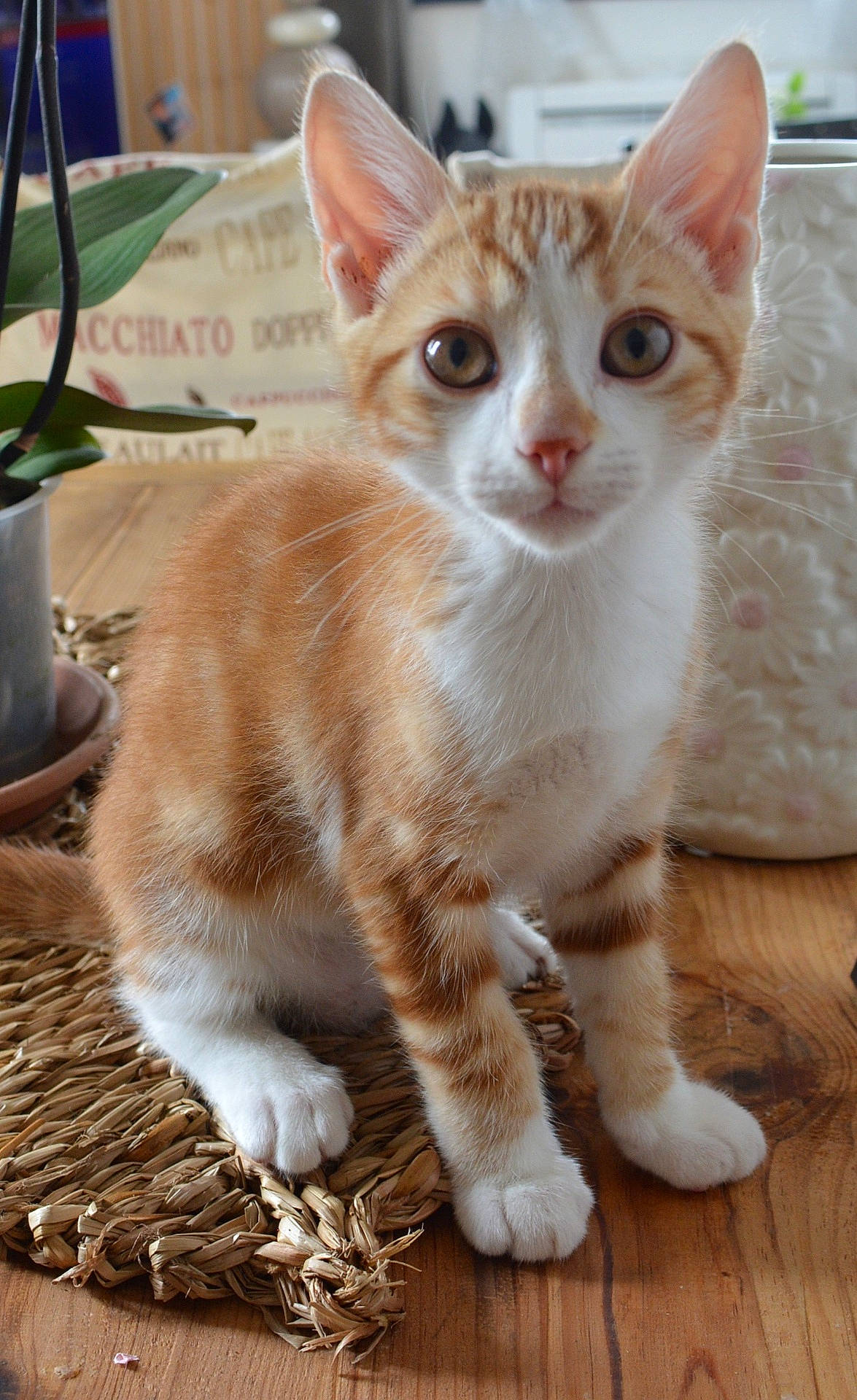 Mistigri participe au concours pour gagner de l'argent avec cette photo : animal, cat, closeup, curious, cute, domestic_cat, fur, indoor, kitten, orange_tabby, pet, plant, pot, sitting, vase, whiskers, white_paws, wooden_table, woven_mat, young_cat