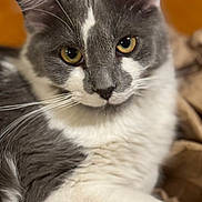 Benson is registered to the contest to win money with this photo: cat, gray, white, fur, whiskers, eyes, pet, animal, close_up, portrait, indoor, relaxed, cute, mammal, feline, cozy, soft, warm, resting, domestic