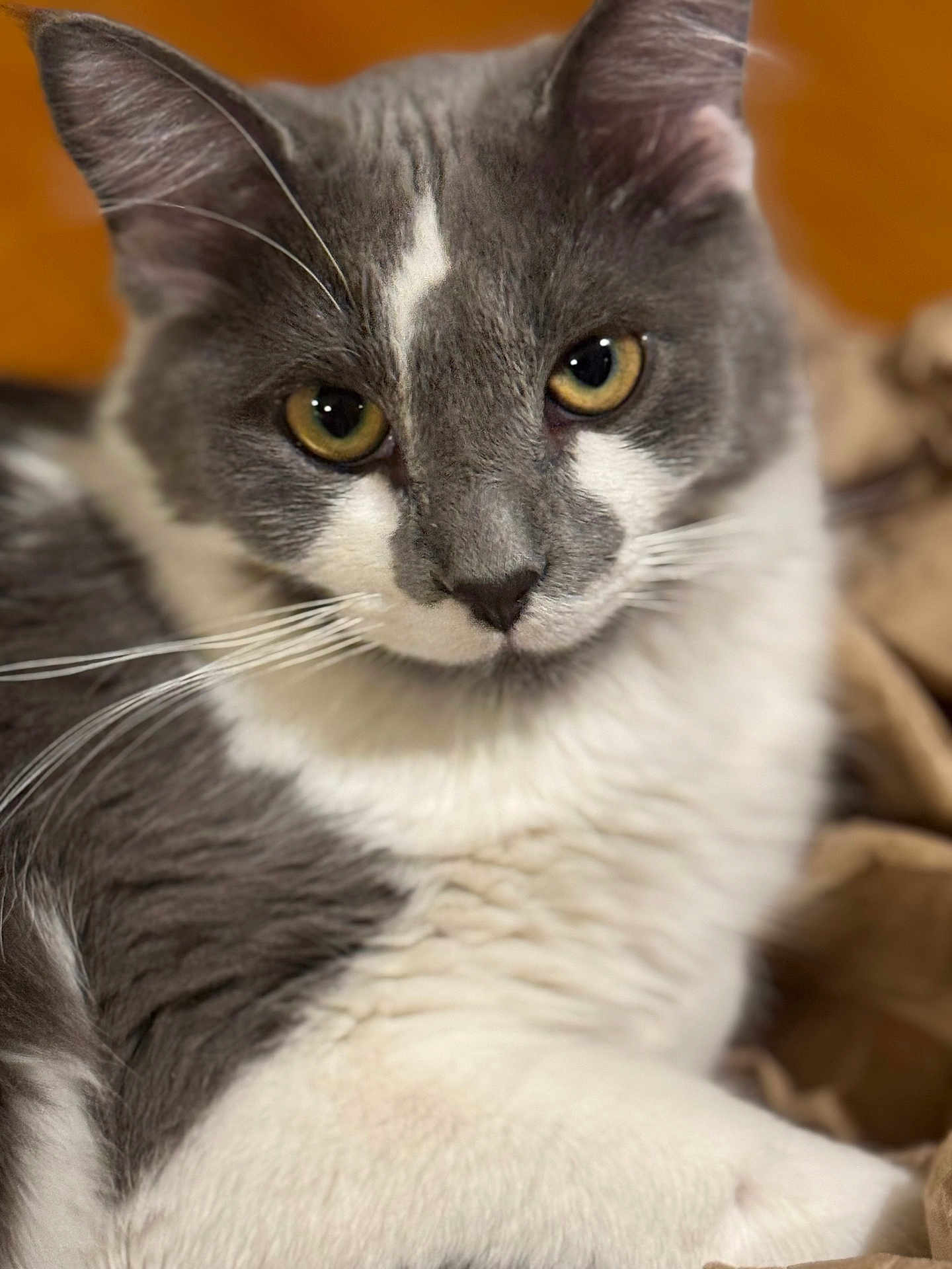 Benson is registered to the contest to win money with this photo: cat, gray, white, fur, whiskers, eyes, pet, animal, close_up, portrait, indoor, relaxed, cute, mammal, feline, cozy, soft, warm, resting, domestic