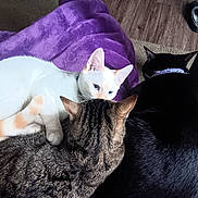 Flame is registered to the contest to win money with this photo: cat, white_cat, black_cat, tabby_cat, pets, animals, cozy, blanket, purple, indoor, fur, resting, snuggling, cute, domestic, sleeping, relaxation, companion, soft, comfort