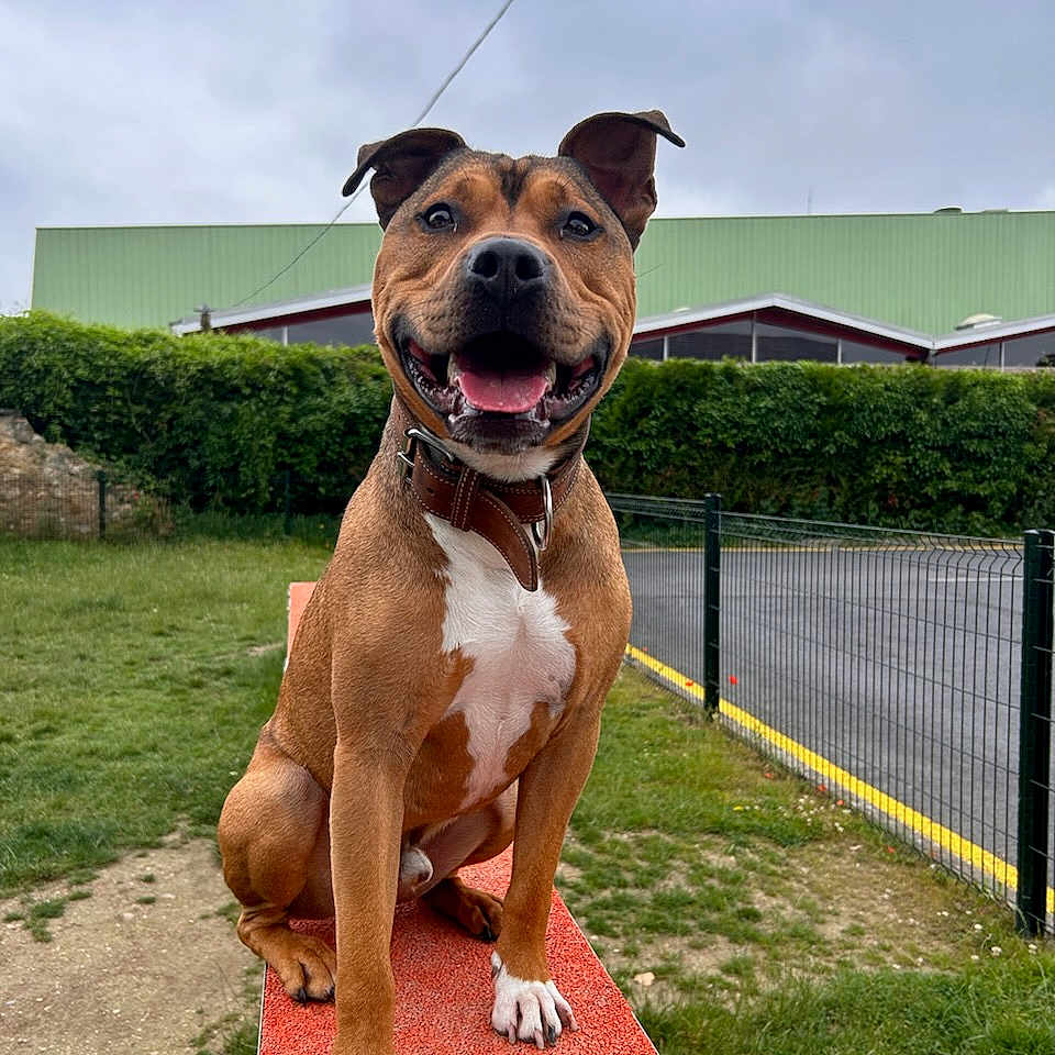 Swon participe au concours pour gagner de l'argent avec cette photo : animal, canine, collar, daylight, dog, ears, fence, fur, grass, happy, hedge, nature, outdoor, park, paws, pet, platform, portrait, smiling, tongue