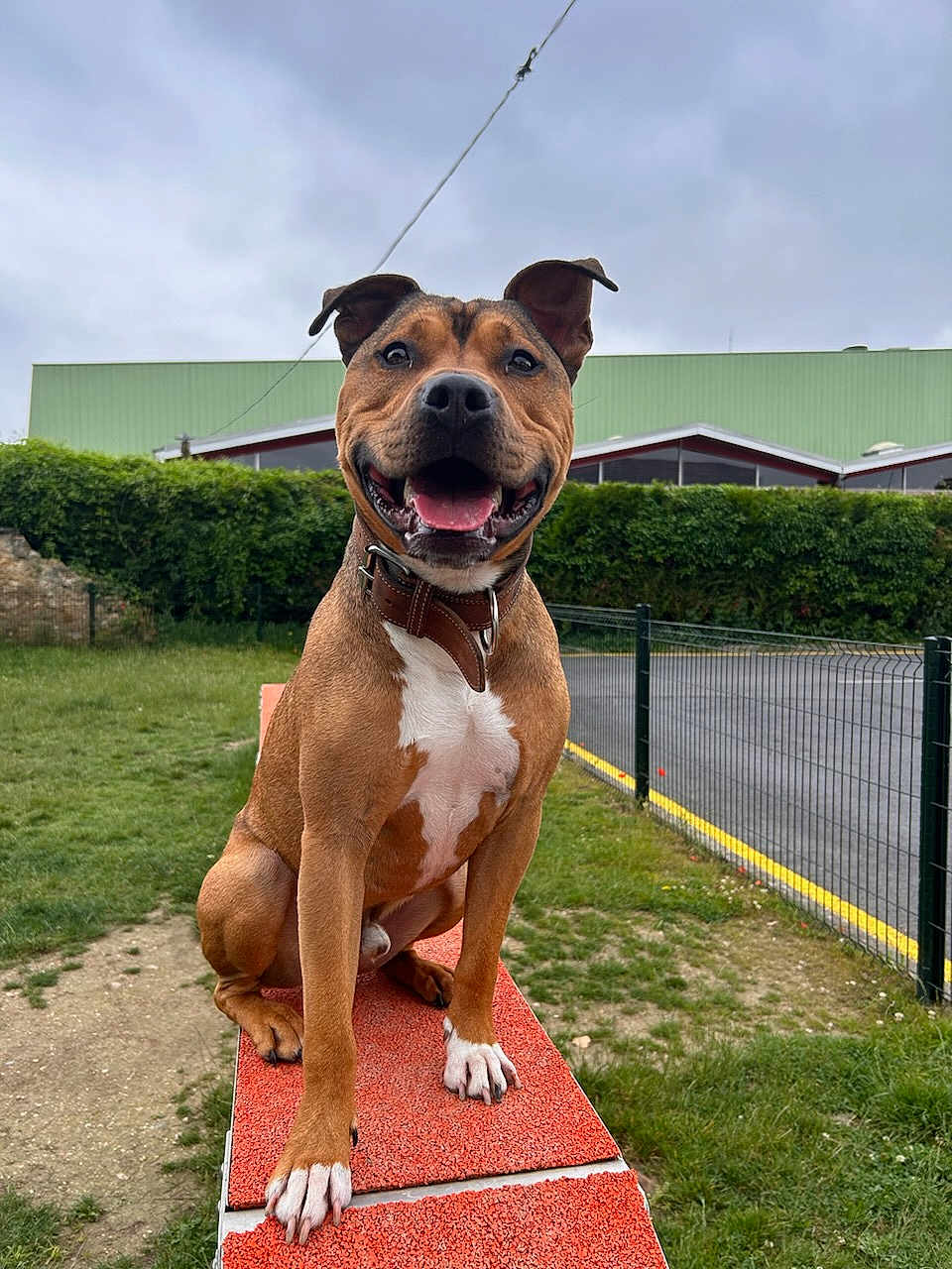 Swon participe au concours pour gagner de l'argent avec cette photo : dog, smiling, outdoor, pet, animal, happy, fur, ears, tongue, collar, grass, fence, hedge, platform, paws, canine, portrait, park, daylight, nature