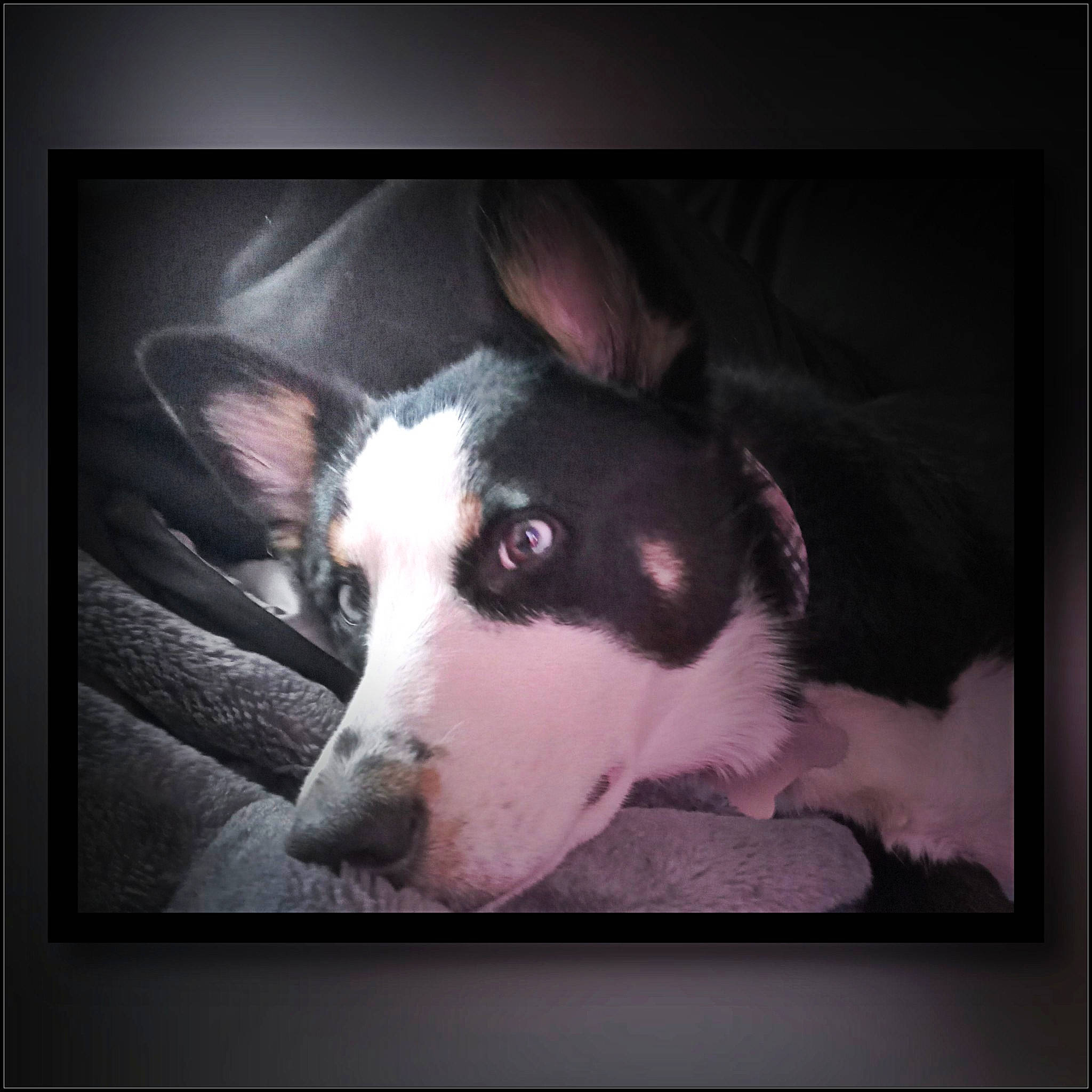 Eleanor Banana is registered to the contest to win money with this photo: art, canidae, carnivore, companion_dog, dog, dog_breed, electronic_device, foot, metal, paw, picture_frame, rectangle, snout, sporting_group, square, technology, terrestrial_animal, tints_and_shades, whiskers, working_animal