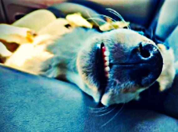 Eleanor Banana is registered to the contest to win money with this photo: canidae, carnivore, comfort, companion_dog, dog, dog_breed, electric_blue, fawn, felidae, fish, nap, paw, puppy, small_to_medium_sized_cats, snout, sporting_group, tail, terrestrial_animal, whiskers, working_animal