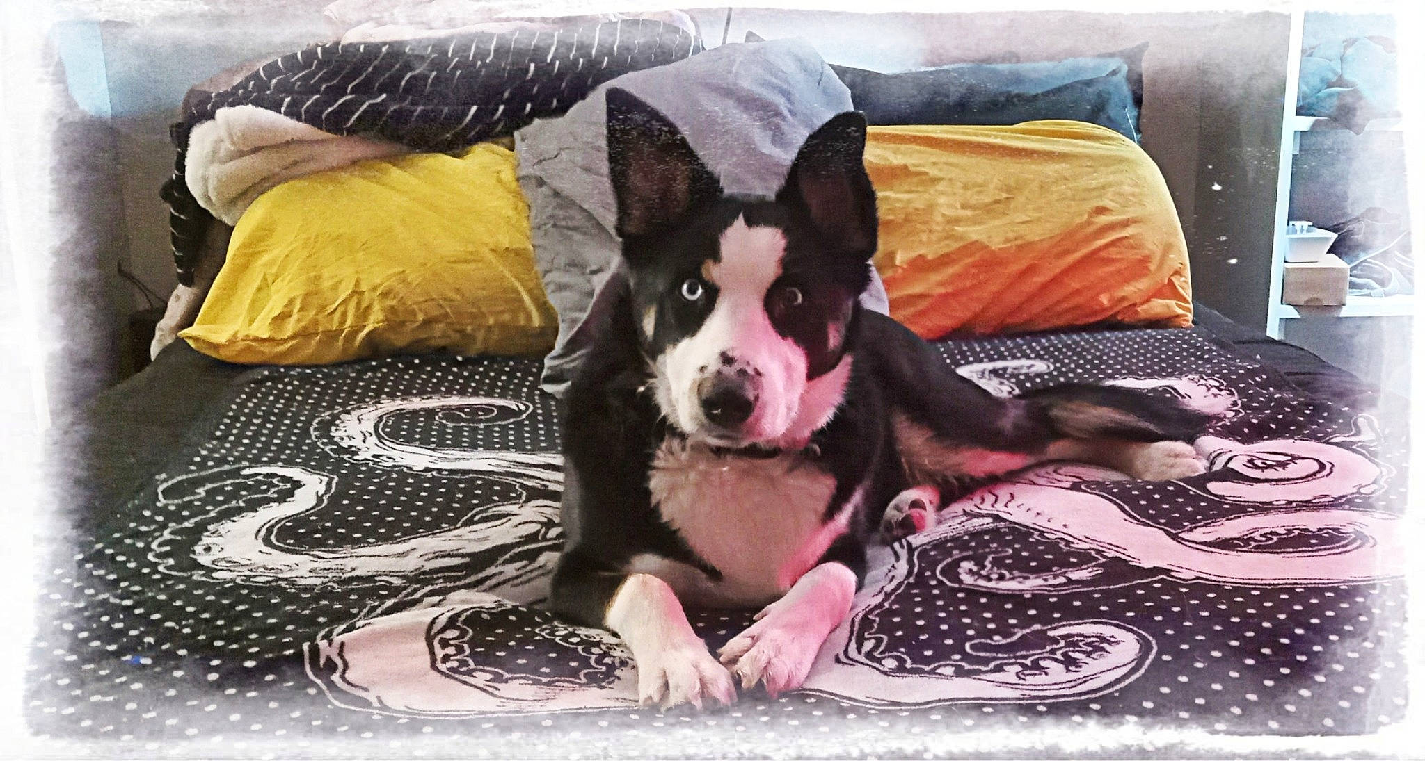 Eleanor Banana is registered to the contest to win money with this photo: bed, canidae, carnivore, comfort, companion_dog, couch, dog, dog_breed, dog_supply, fawn, fur, guard_dog, linens, pattern, pillow, puppy, snout, sporting_group, working_animal, working_dog