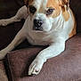 brown_and_white, bulldog_type, canine, closeup, companion, couch, dog, eyes, fur, indoor, leather, nose, paw, pet, portrait, relaxed, sitting, snout, sofa, upholstery