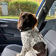 Valko participe au concours pour gagner de l'argent avec cette photo : brick_wall, brown_and_white, car_interior, car_seat, collar, companion, curious, daylight, dog, domestic_animal, door_handle, fence, greenery, leash, pet, seatbelt, side_view, sitting, spotted, window