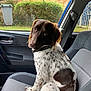 brick_wall, brown_and_white, car_interior, car_seat, collar, companion, curious, daylight, dog, domestic_animal, door_handle, fence, greenery, leash, pet, seatbelt, side_view, sitting, spotted, window