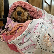 Newton participe au concours pour gagner de l'argent avec cette photo : animal, blanket, brown, closeup, comfort, cozy, cute, dog, floor, fur, home, indoor, patterned_blanket, pet, pink, relaxing, resting, snuggling, soft, warm