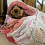 animal, blanket, brown, closeup, comfort, cozy, cute, dog, floor, fur, home, indoor, patterned_blanket, pet, pink, relaxing, resting, snuggling, soft, warm