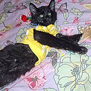 Chasse participe au concours pour gagner de l'argent avec cette photo : kitten, black_cat, yellow_shirt, toy, feather, bedspread, floral_pattern, pet, feline, playful, indoor, curious, paw, collar, lying_down, cute, animal, domestic_cat, resting, young_cat