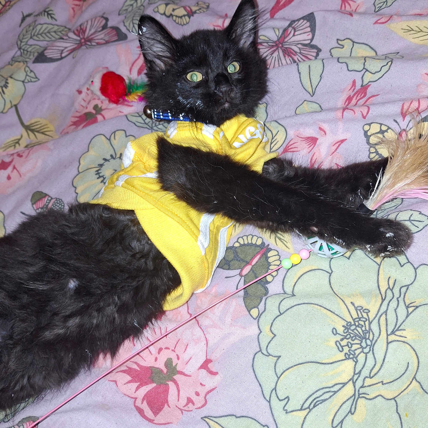 Chasse participe au concours pour gagner de l'argent avec cette photo : animal, bedspread, black_cat, collar, curious, cute, domestic_cat, feather, feline, floral_pattern, indoor, kitten, lying_down, paw, pet, playful, resting, toy, yellow_shirt, young_cat