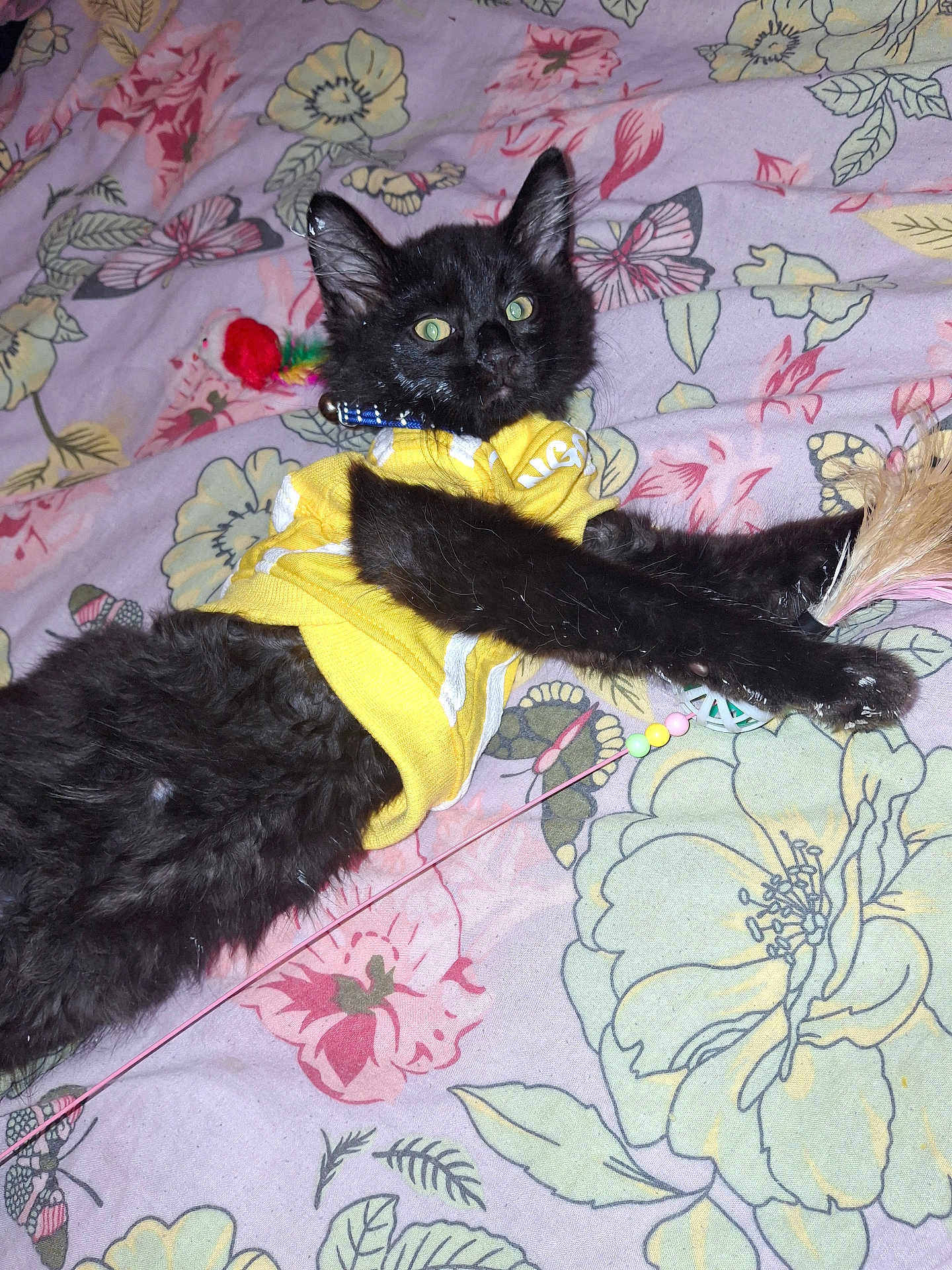 Chasse participe au concours pour gagner de l'argent avec cette photo : kitten, black_cat, yellow_shirt, toy, feather, bedspread, floral_pattern, pet, feline, playful, indoor, curious, paw, collar, lying_down, cute, animal, domestic_cat, resting, young_cat