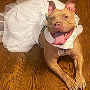 Luna is registered to the contest to win money with this photo: animal, brown_dog, collar, costume, cute, dog, dress_up, ears, fashion, happy, indoor, lying_down, paw, pet, playful, relaxed, smiling, tongue_out, tutu, wooden_floor