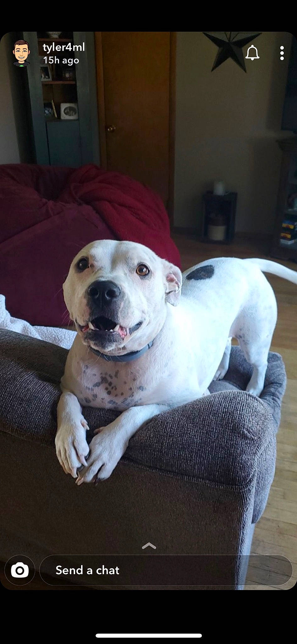 Monkey joined the competition — help win amazing prizes! canidae, carnivore, collar, comfort, companion_dog, dog, dog_breed, dogo_guatemalteco, home_accessories, linens, mammal, pet_supply, snout, sporting_group, whiskers, wood_flooring, working_animal, working_dog