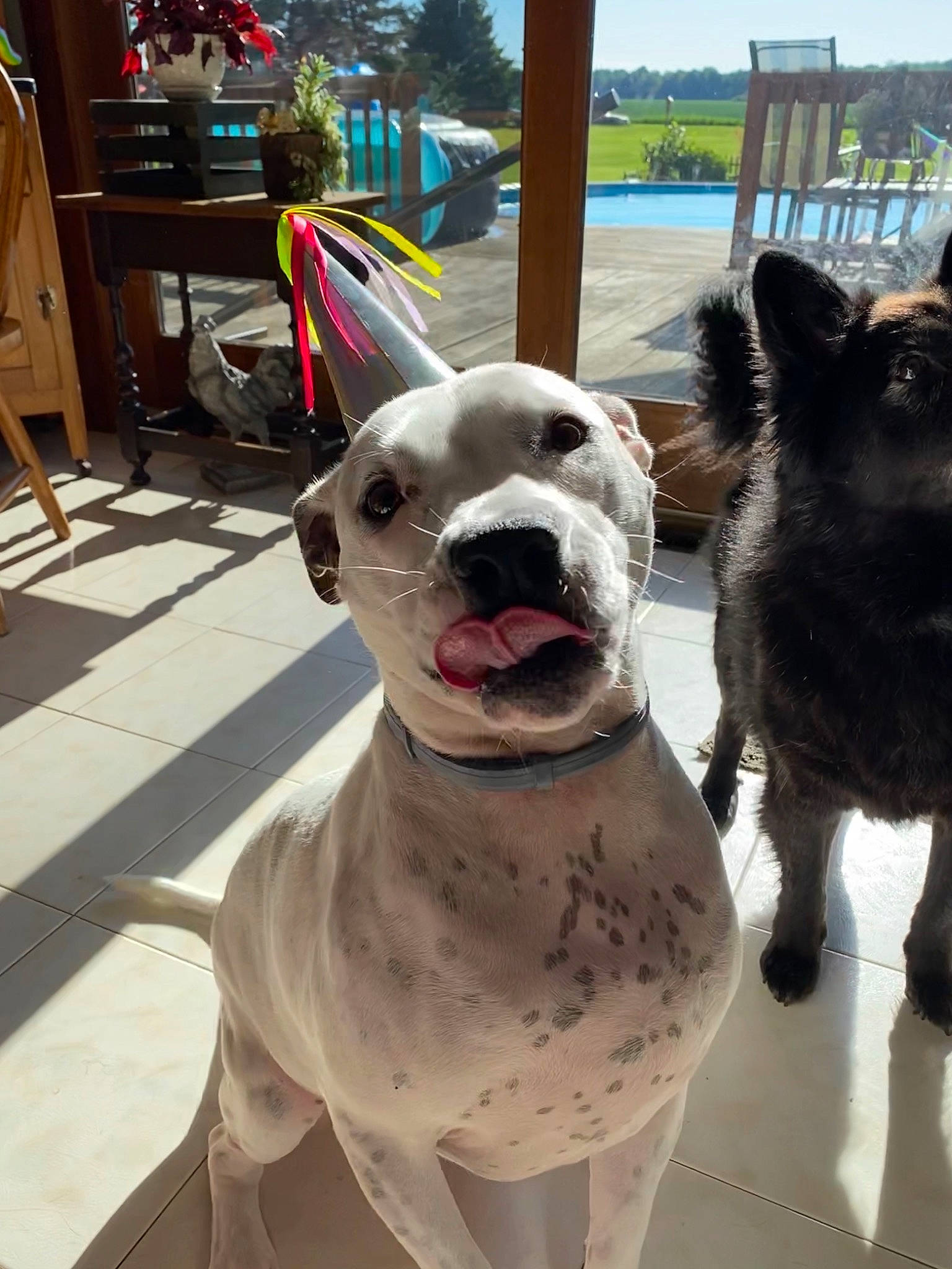 Monkey joined the competition — help win amazing prizes! animal_figure, canidae, carnivore, collar, companion_dog, dog, dog_breed, dog_collar, non_sporting_group, pet_supply, sculpture, snout, working_animal, working_dog