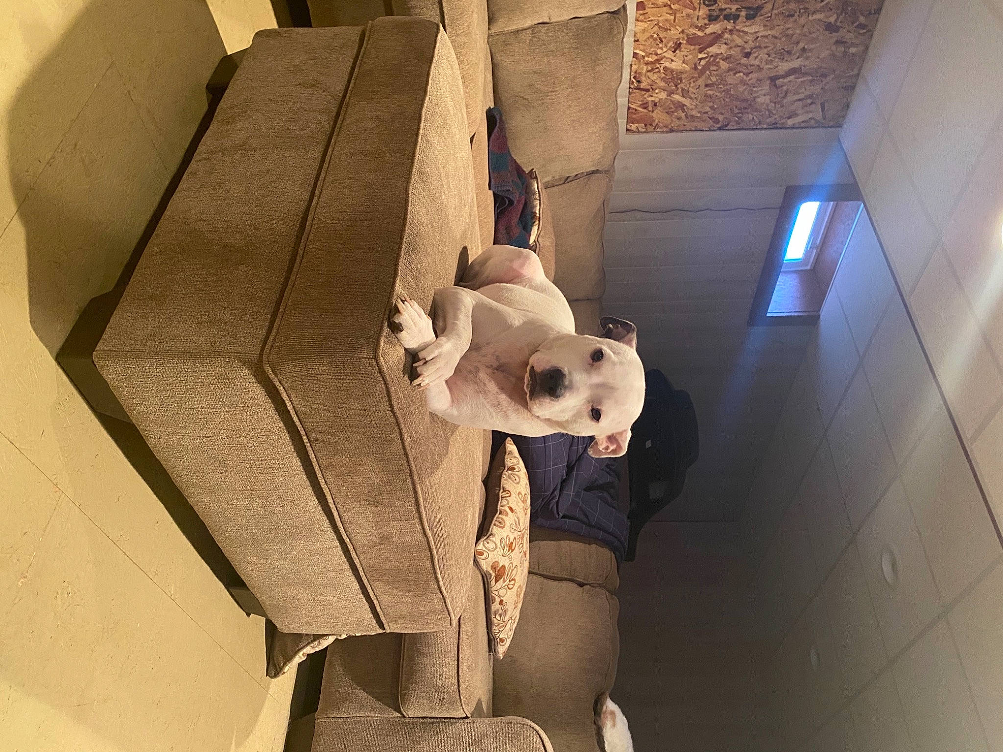 Monkey joined the competition — help win amazing prizes! beige, fur, sculpture, snout, stuffed_toy, teddy_bear, toy